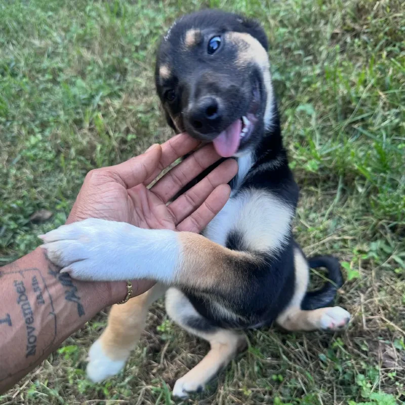 A baby small-sized female Black Mixed Breed dog named Tzara for adoption in Fredericksburg, VA