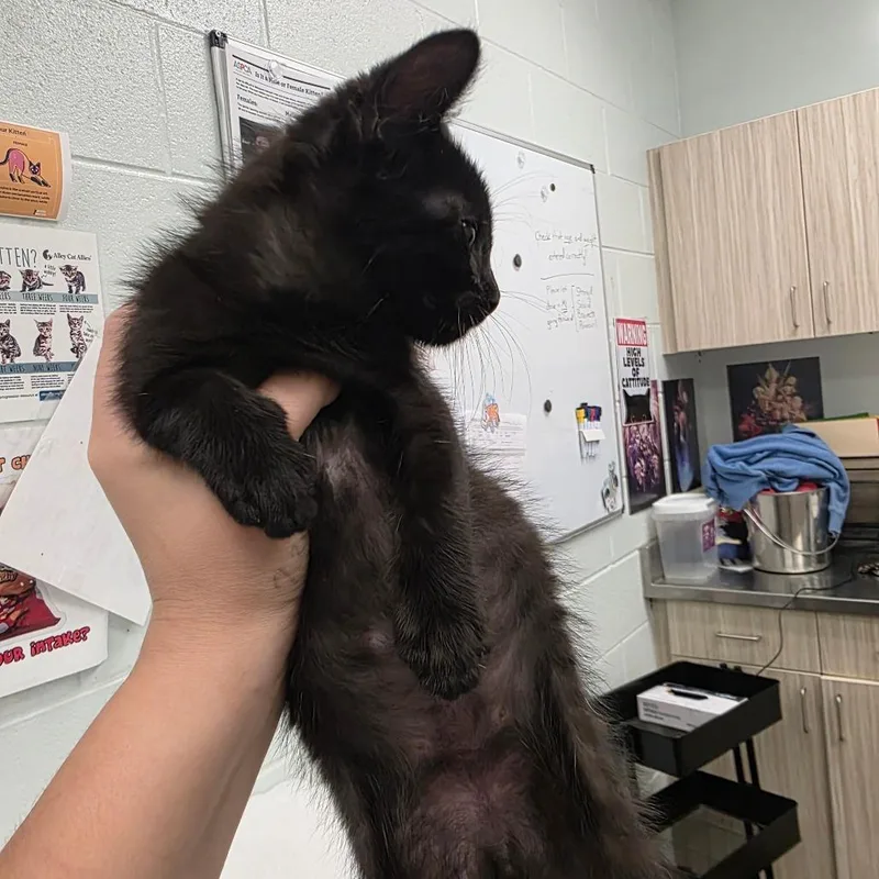 A baby small-sized male Black Domestic Short Hair cat named Barrack for adoption in Chattanooga, TN