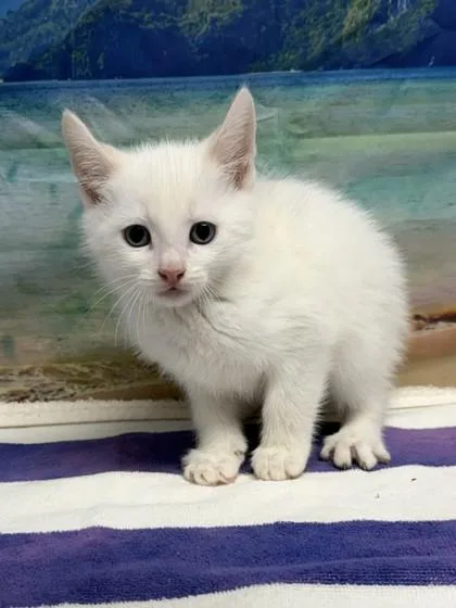 A young small-sized male Domestic Short Hair cat named Stinky Pete for adoption in San Antonio, TX