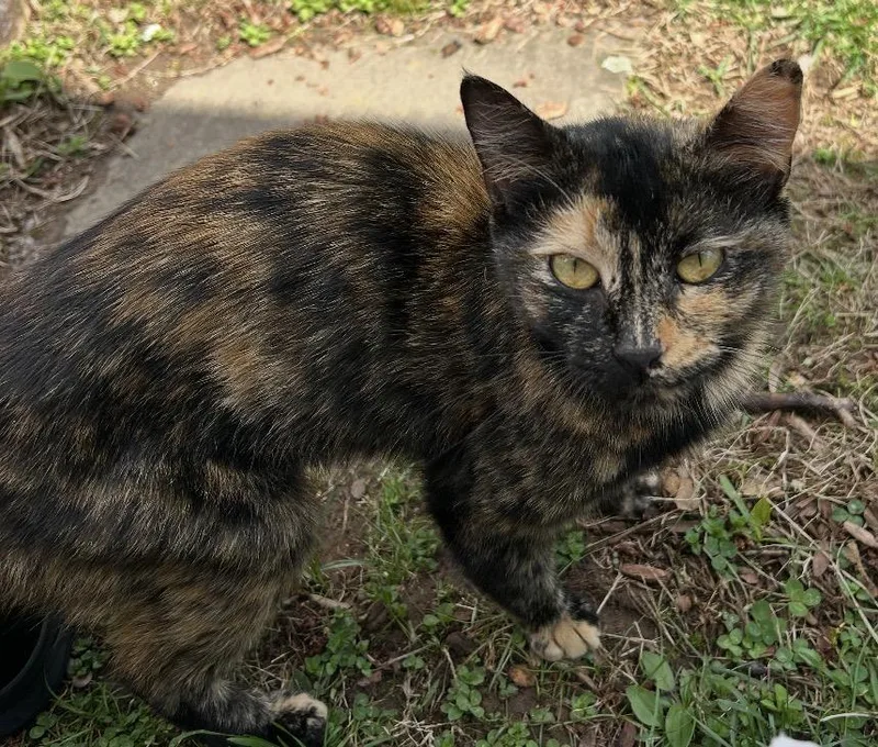 A young medium-sized female Tortoiseshell cat named Calie for adoption in Andover, CT