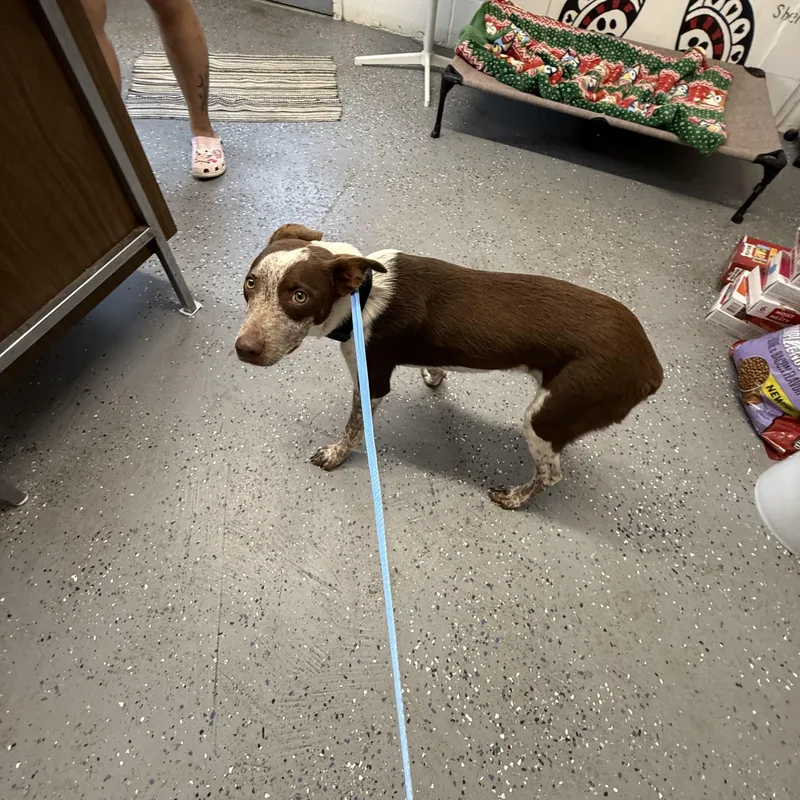 An adult medium-sized male White / Cream Australian Cattle Dog / Blue Heeler dog named Ranger for adoption in Lewisburg, TN