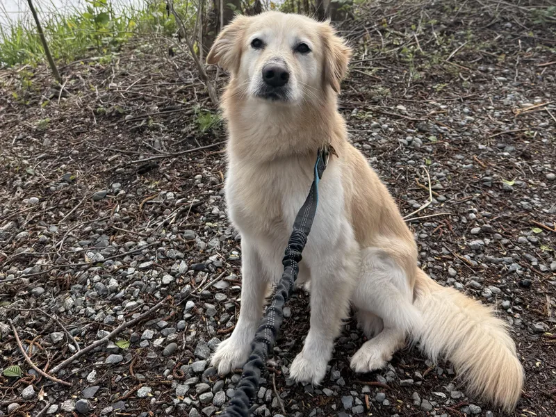 A senior medium-sized male Yellow / Tan / Blond / Fawn Golden Retriever dog named Wally for adoption in Silvana, WA