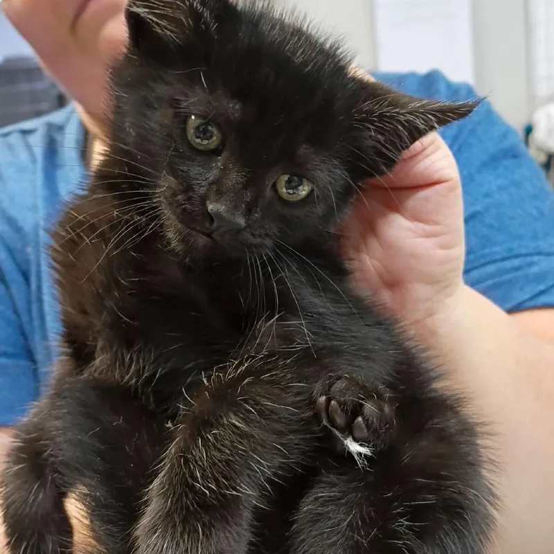 A baby small-sized female Black Domestic Short Hair cat named Lydia for adoption in Marble, NC