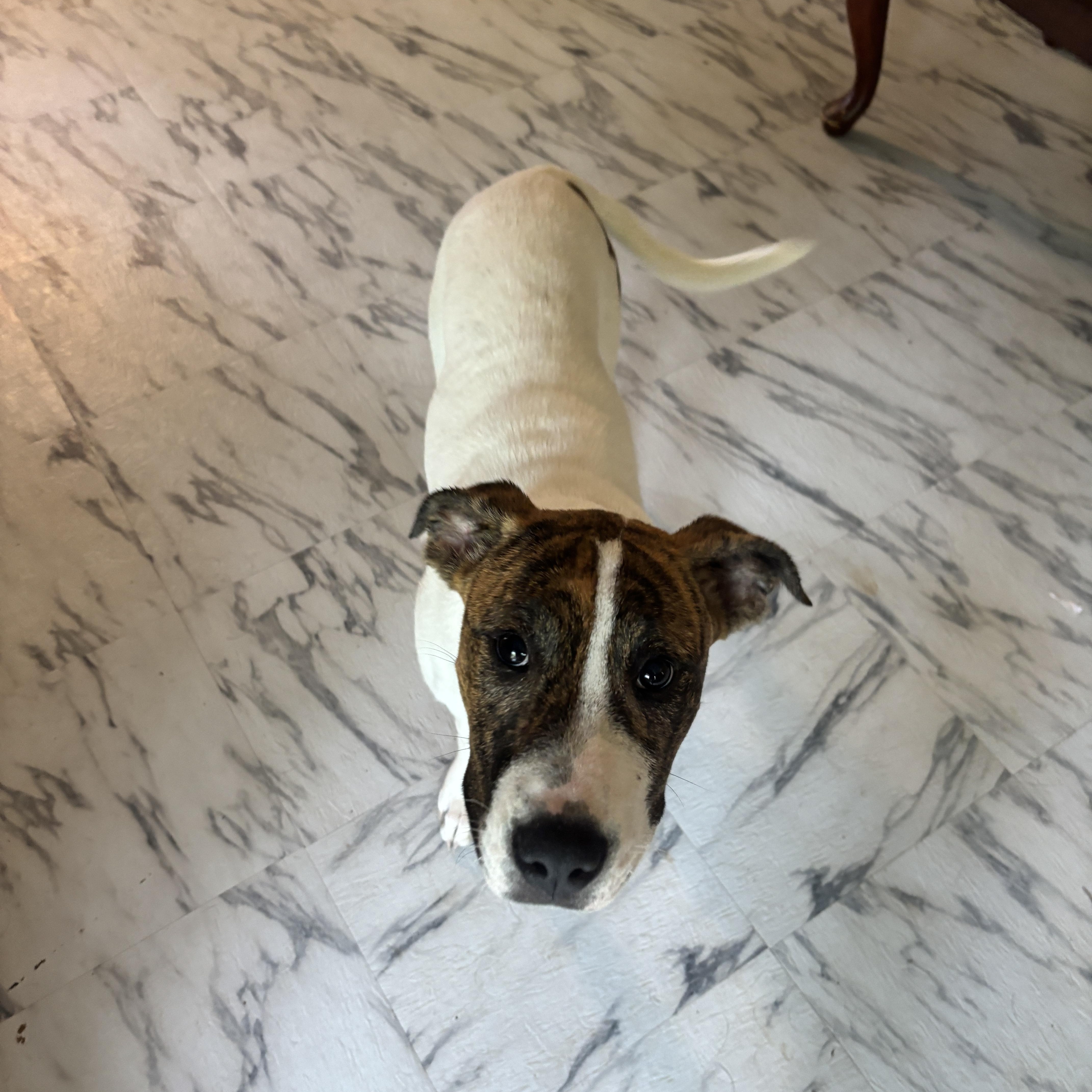 A young medium-sized female White / Cream Boxer dog named Halo for adoption in Ruston, LA
