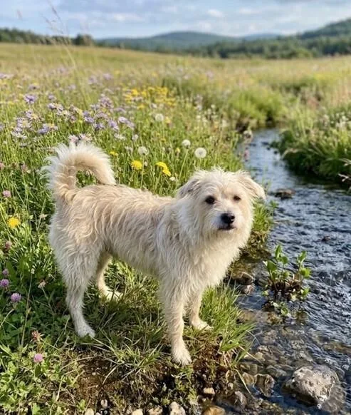 An adult small-sized male West Highland White Terrier / Westie dog named Shaggy for adoption in Washington, DC