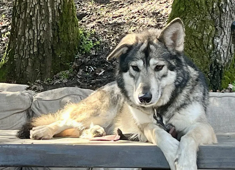 Lady Morrigan thumbnail 2