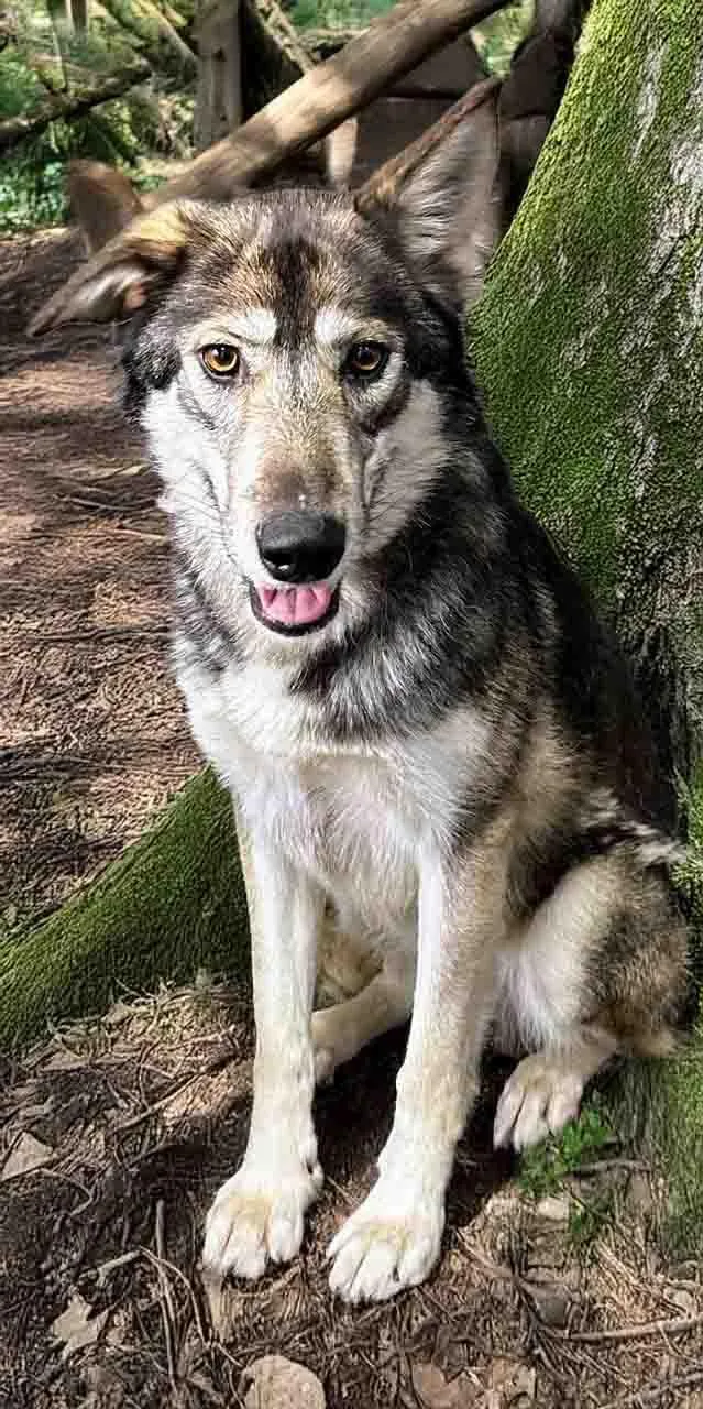 Lady Morrigan thumbnail 3