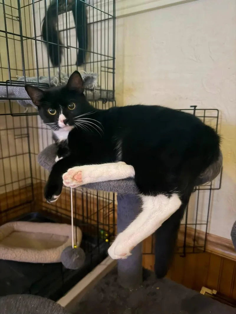 A young small-sized female Black & White / Tuxedo Domestic Short Hair cat named Poppy for adoption in Canton, MA