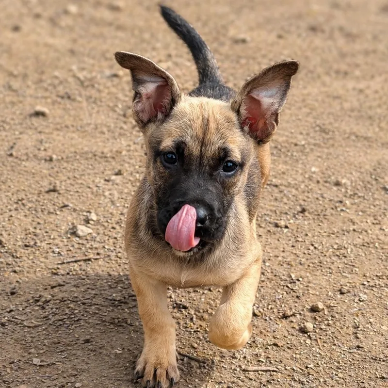A baby small-sized female German Shepherd Dog dog named Posie for adoption in Carmel, NY