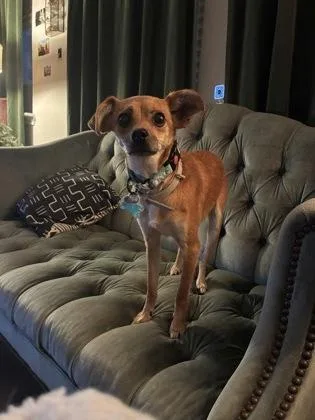 An adult small-sized male Chihuahua dog named Pharoh for adoption in Fort Worth, TX