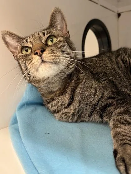 A senior small-sized female Domestic Short Hair cat named Nyx Mabel for adoption in Roseville, CA