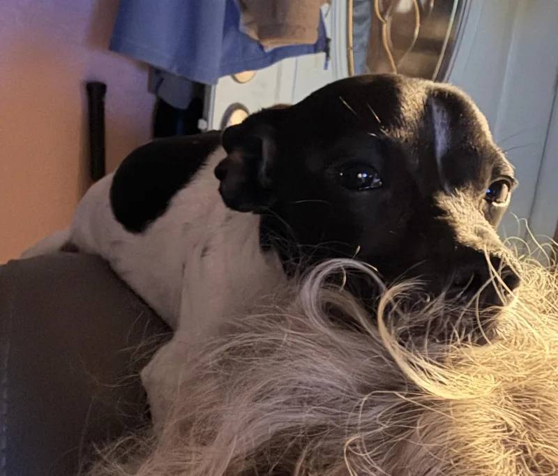 A young small-sized male White / Cream Dachshund dog named Sprout for adoption in Prague, OK