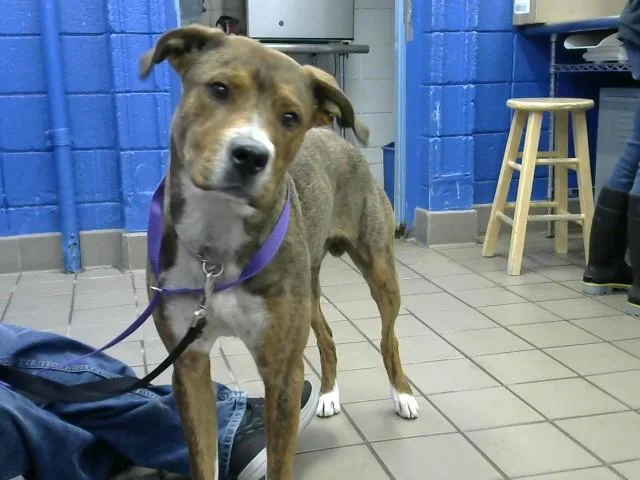A young medium-sized male Pit Bull Terrier dog named Buddy Boy for adoption in Albuquerque, NM