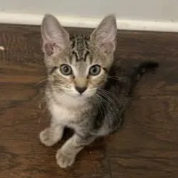 A baby small-sized male American Shorthair cat named Teddy for adoption in Danbury, CT