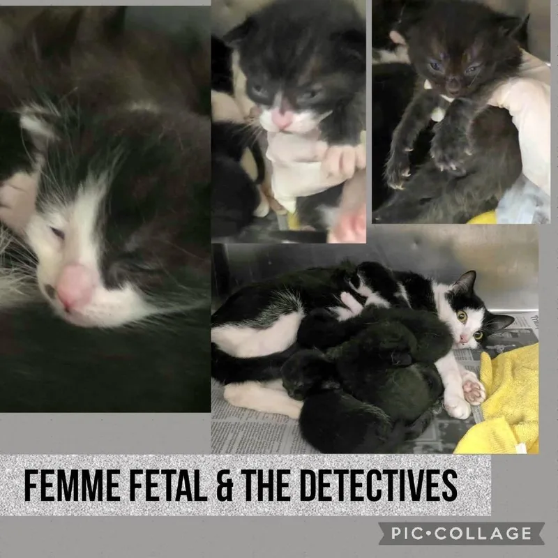 A baby small-sized male Black Domestic Short Hair cat named Watson for adoption in Wheeling, IL