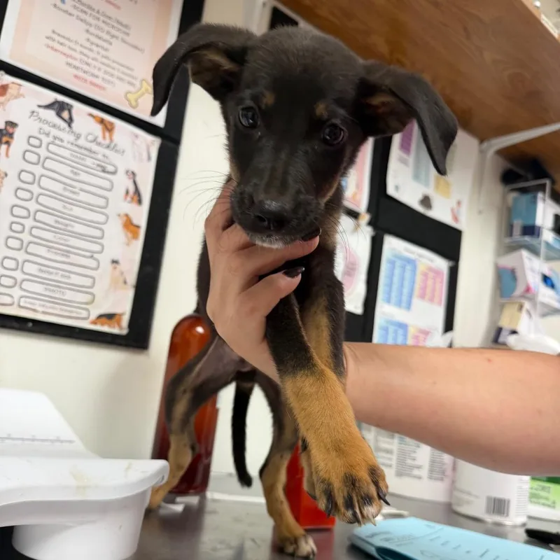 A baby small-sized male Shepherd dog named Leroy for adoption in Parrish, AL