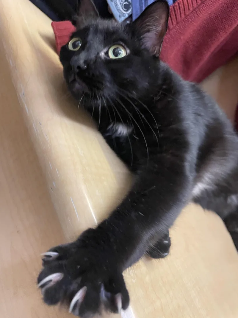 A young medium-sized female Black Domestic Short Hair cat named Sabrina for adoption in Albuquerque, NM