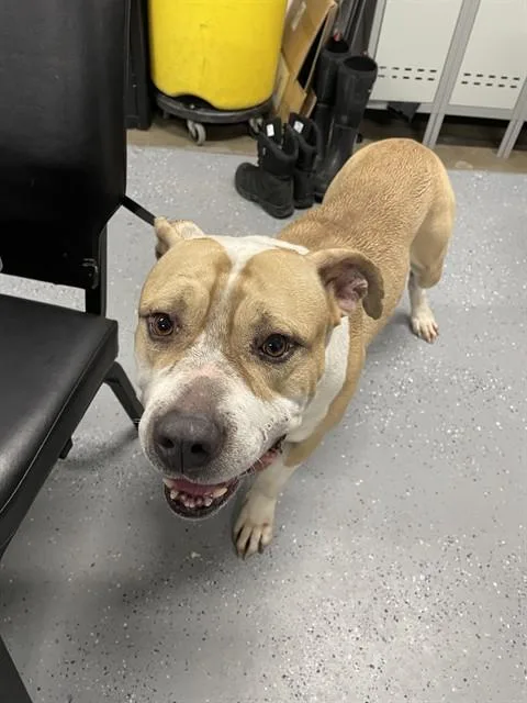An adult large-sized male Pit Bull Terrier dog named Phillip for adoption in Casper, WY