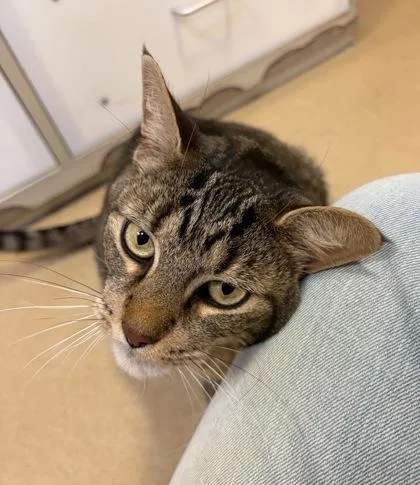 A senior small-sized male Domestic Short Hair cat named Forrest for adoption in New Hope, PA