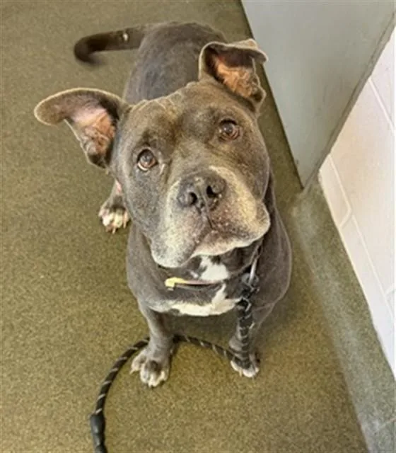 An adult medium-sized male Mixed Breed dog named Smoke for adoption in Jacksonville, FL