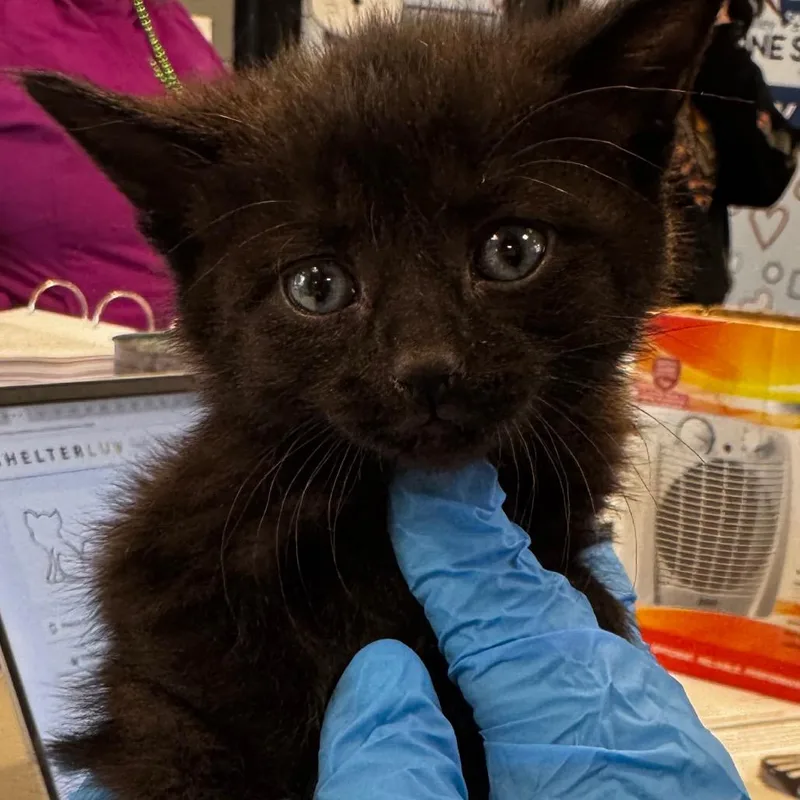A baby small-sized male Tortoiseshell Domestic Short Hair cat named Shakespurr for adoption in Allentown, PA