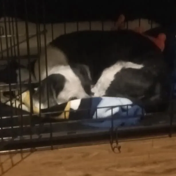 An adult small-sized male Black Shih Tzu dog named Gizmo for adoption in Aledo, TX