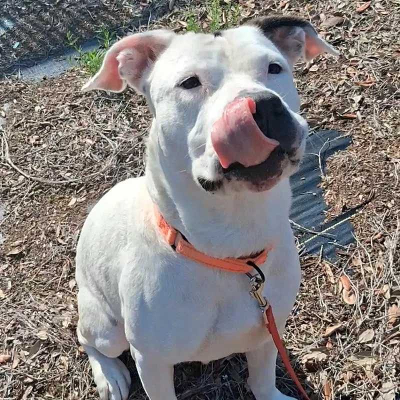 An adult medium-sized female White / Cream Mixed Breed dog named Madam Tootsie for adoption in West Palm Beach, FL