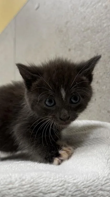 A baby small-sized male Domestic Short Hair cat named Sheldon for adoption in Honolulu, HI