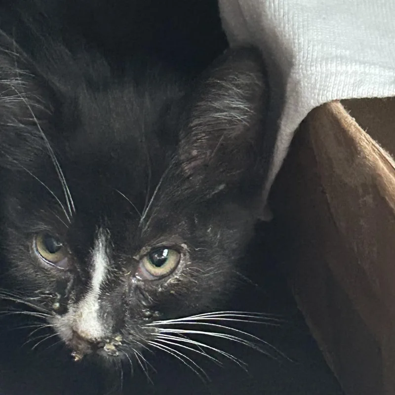 A baby small-sized female Black Domestic Short Hair cat named Loony Toons for adoption in Greensboro, NC