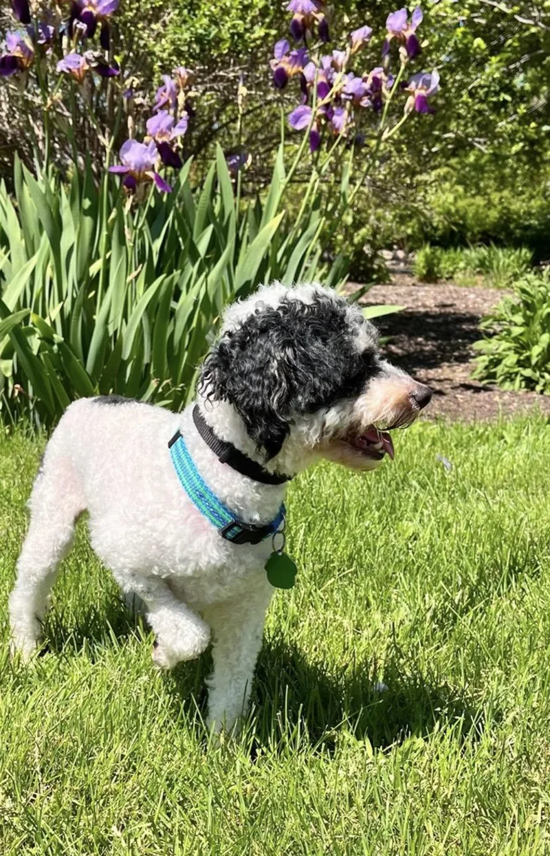 An adult small-sized male Poodle dog named Eddie for adoption in Tonawanda, NY