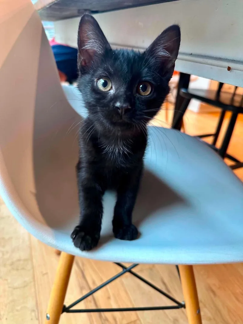 A baby small-sized male Black Domestic Short Hair cat named Hershey for adoption in Columbia, SC