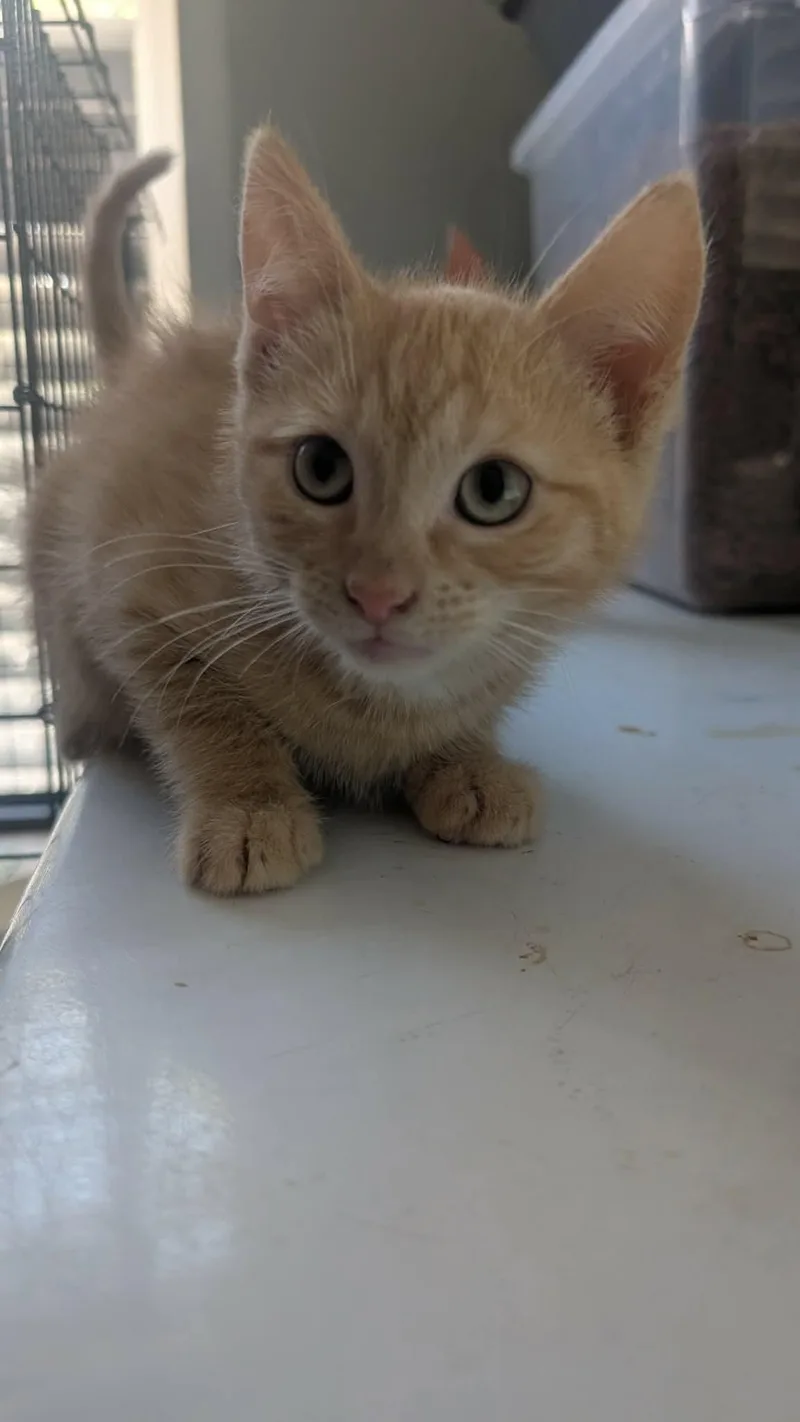 A baby small-sized male American Shorthair cat named Huey for adoption in Clymer, PA