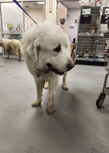 A young extra large-sized male Great Pyrenees dog named Thomas for adoption in Riverside, CA