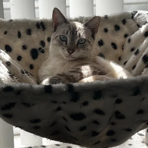 Salvador thumbnail 3