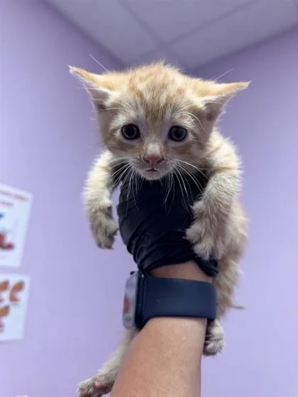 A baby medium-sized female Orange / Red Domestic Medium Hair cat named 61055666 for adoption in El Paso, TX