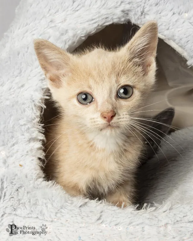 A young medium-sized male Buff / Tan / Fawn Domestic Short Hair cat named Vinny for adoption in Maryville, TN
