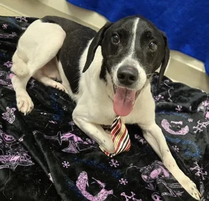 An adult medium-sized male Black Mixed Breed dog named Chance for adoption in Hamilton, OH
