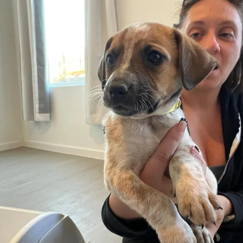 A baby small-sized female White / Cream Australian Shepherd dog named Eunice for adoption in Boerne, TX