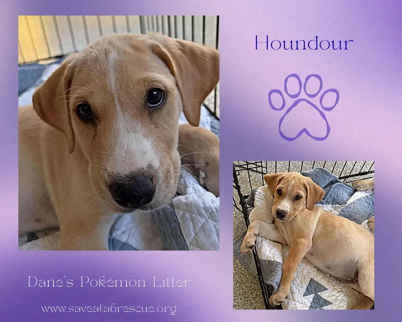 A baby large-sized male Yellow / Tan / Blond / Fawn Labrador Retriever dog named Houndour for adoption in Middletown, RI