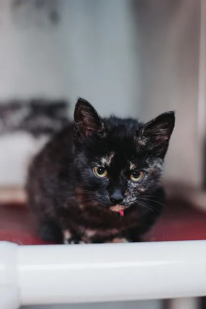 A young small-sized female Domestic Short Hair cat named A DionnePetSmart North Charleston for adoption in North Charleston, SC