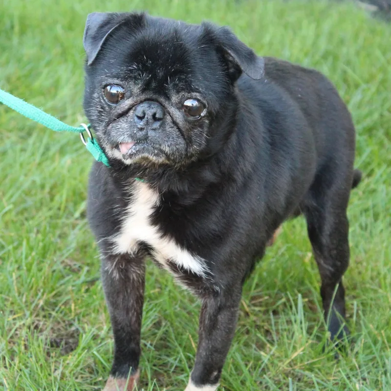 An adult small-sized male Pug dog named Ace for adoption in Eaton, OH
