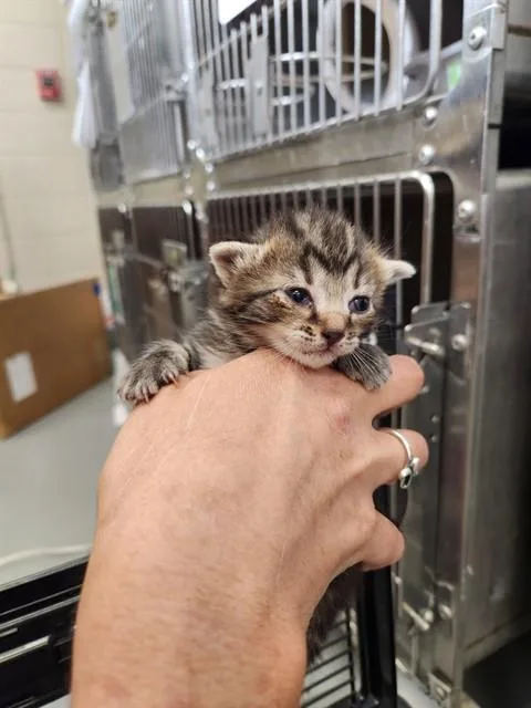 A baby medium-sized female Domestic Short Hair cat named Dina for adoption in Huntsville, AL