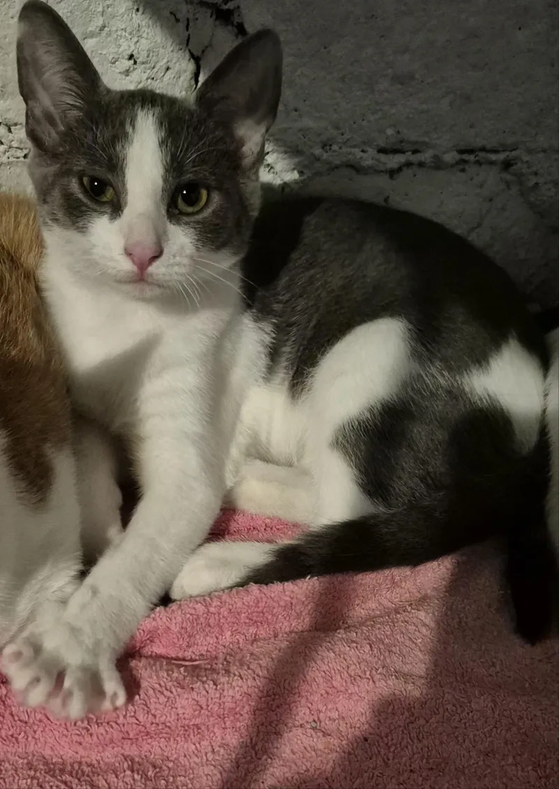 A baby small-sized female Gray & White Domestic Short Hair cat named Gwen for adoption in Pittsburgh, PA