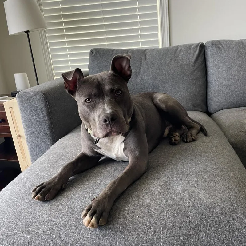 An adult large-sized male Pit Bull Terrier dog named Kobe for adoption in Harrisonburg, VA