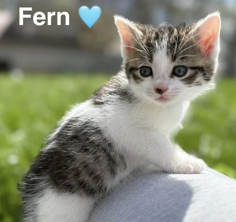 A baby small-sized male Tabby (Gray / Blue / Silver) Tabby cat named Fern for adoption in Beckley, WV