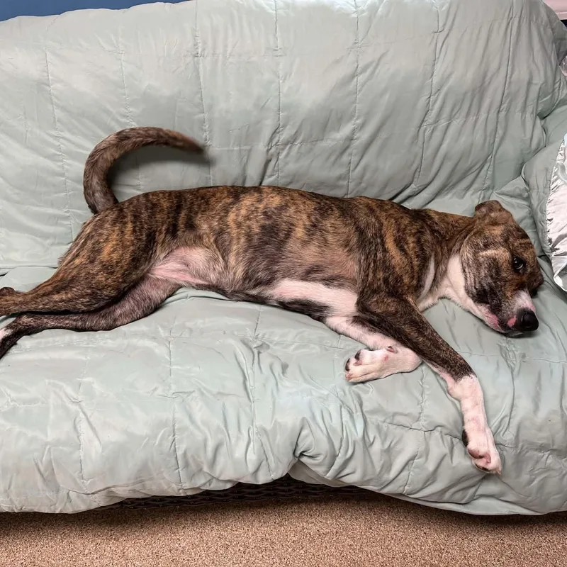 A young medium-sized female Brindle Plott Hound dog named Pocus for adoption in Sunderland, MD