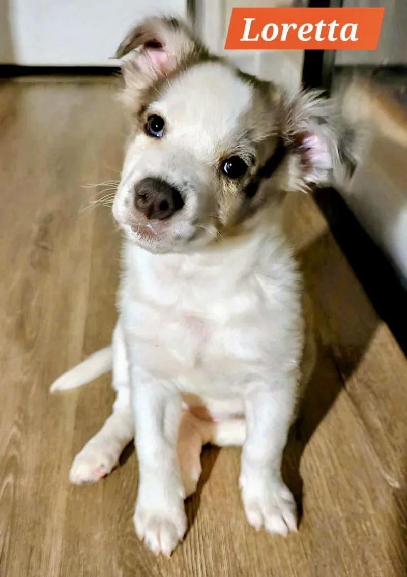 A baby medium-sized female Australian Shepherd dog named Loretta for adoption in Las Vegas, NV
