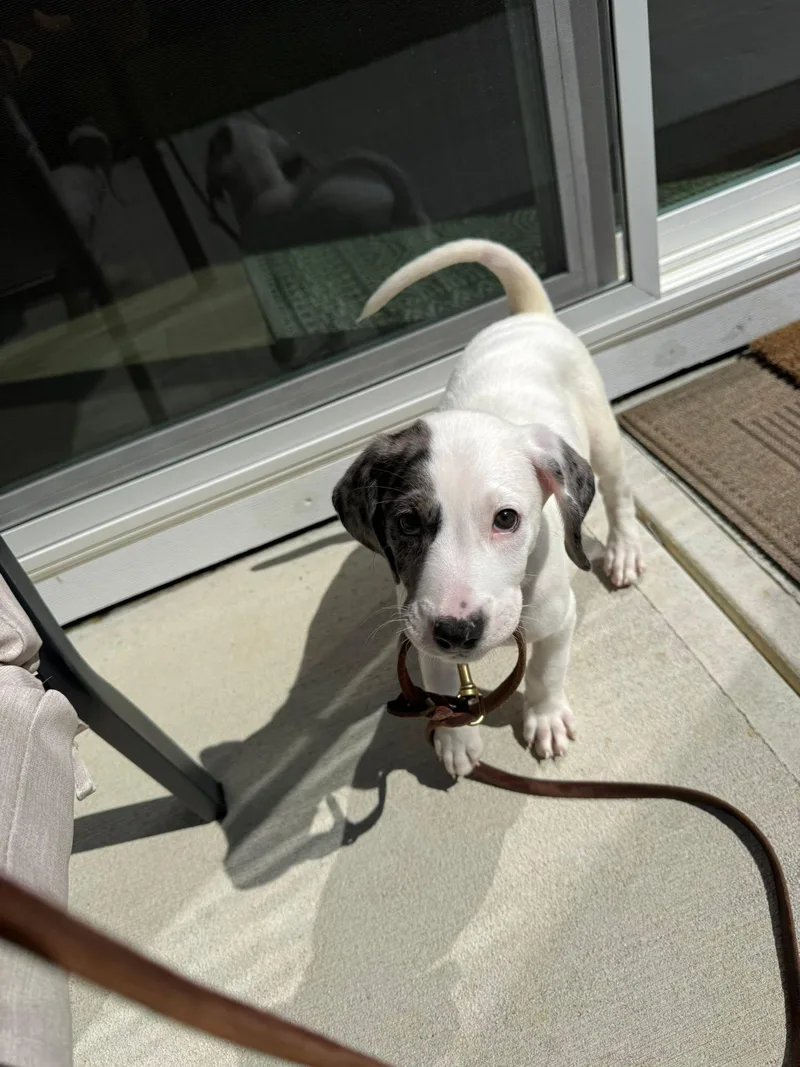 A baby medium-sized male Merle (Blue) Catahoula Leopard Dog dog named Bohdi for adoption in Piney Flats, TN