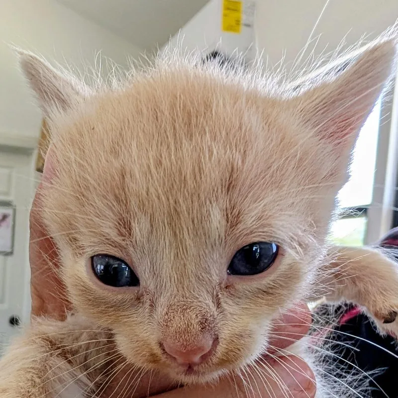 A baby small-sized male Orange / Red Domestic Short Hair cat named Schroeder for adoption in Chapel Hill, NC