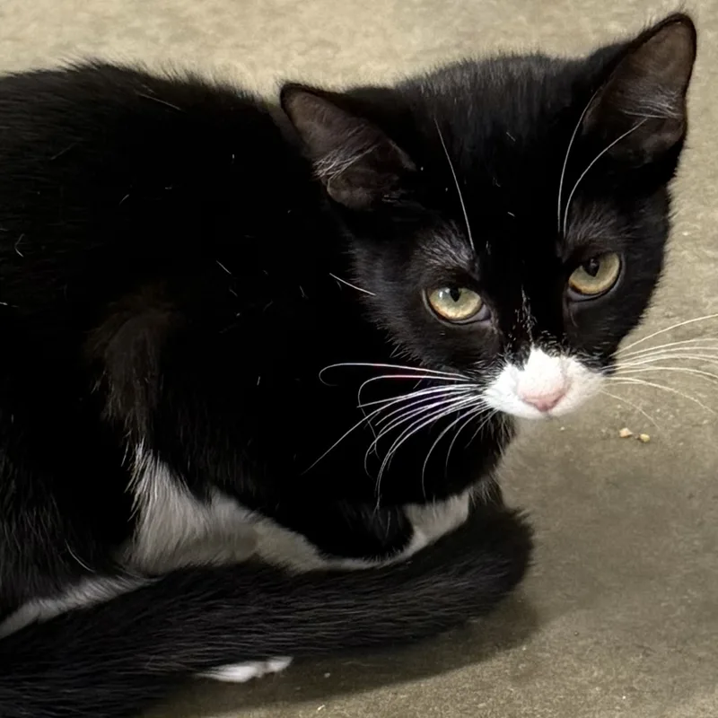 A baby medium-sized female Domestic Short Hair cat named Aslan for adoption in Bella Vista, AR